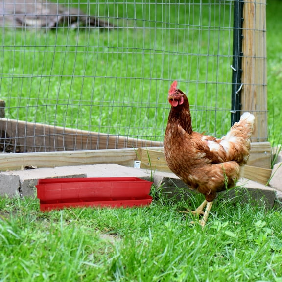 FRCOLOR  Automatic Feeder Chicken Feeders for Chickens Pigeon Bird Trough Sturdy
