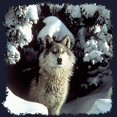 thumbnail image 3 of CafePress - Winter Wolf Sweatshirt (Dark) - Classic Crew Neck Sweatshirt, 3 of 4