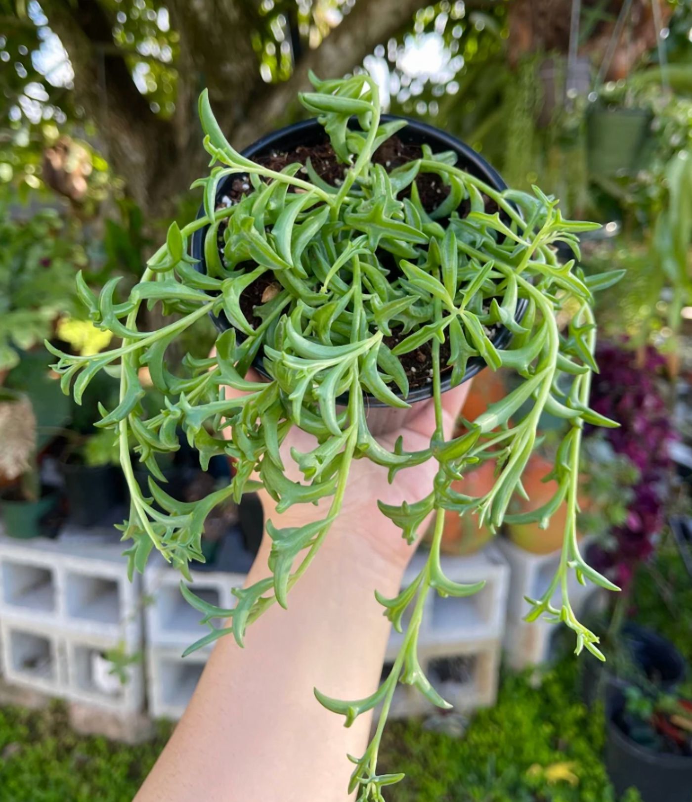 String Of Dolphins Plant Live for Planting - Dolphin Plant - Flying Dolphin Plant for Indoor Outdoor in 4 Inch Pot