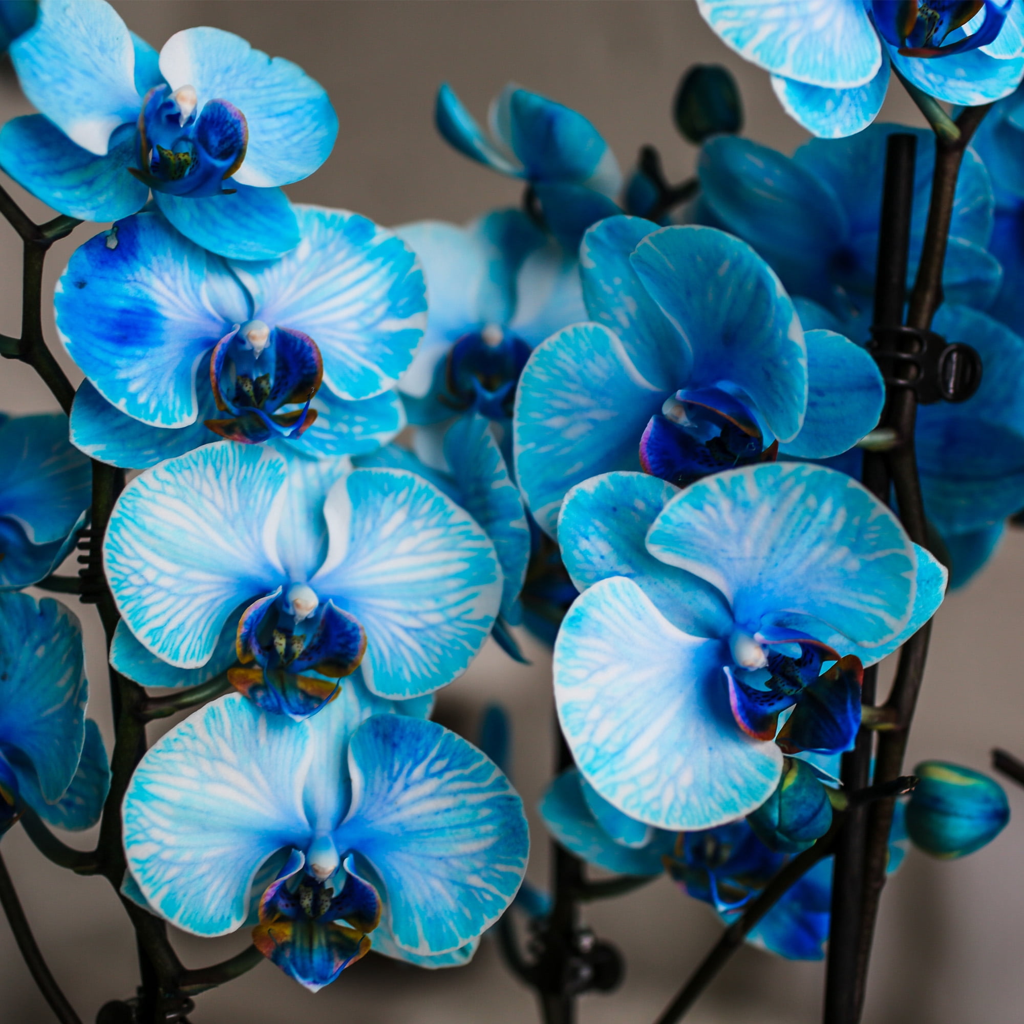 Just Add Ice 16-30" Watercolor Blue Premium Orchid Duo Live Plants in 10" White Dot Ceramic Planter, House Plant