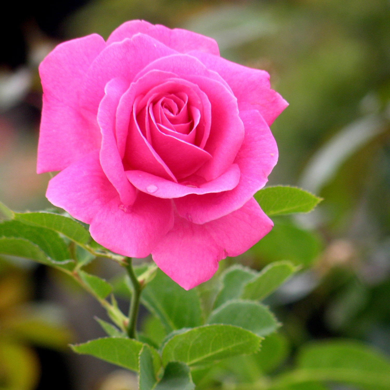 True Bloom 'True Gratitude' PP28929 Dark Pink Rose Bush Roses, 8Qt. Pot, Full Sun, Live Plant