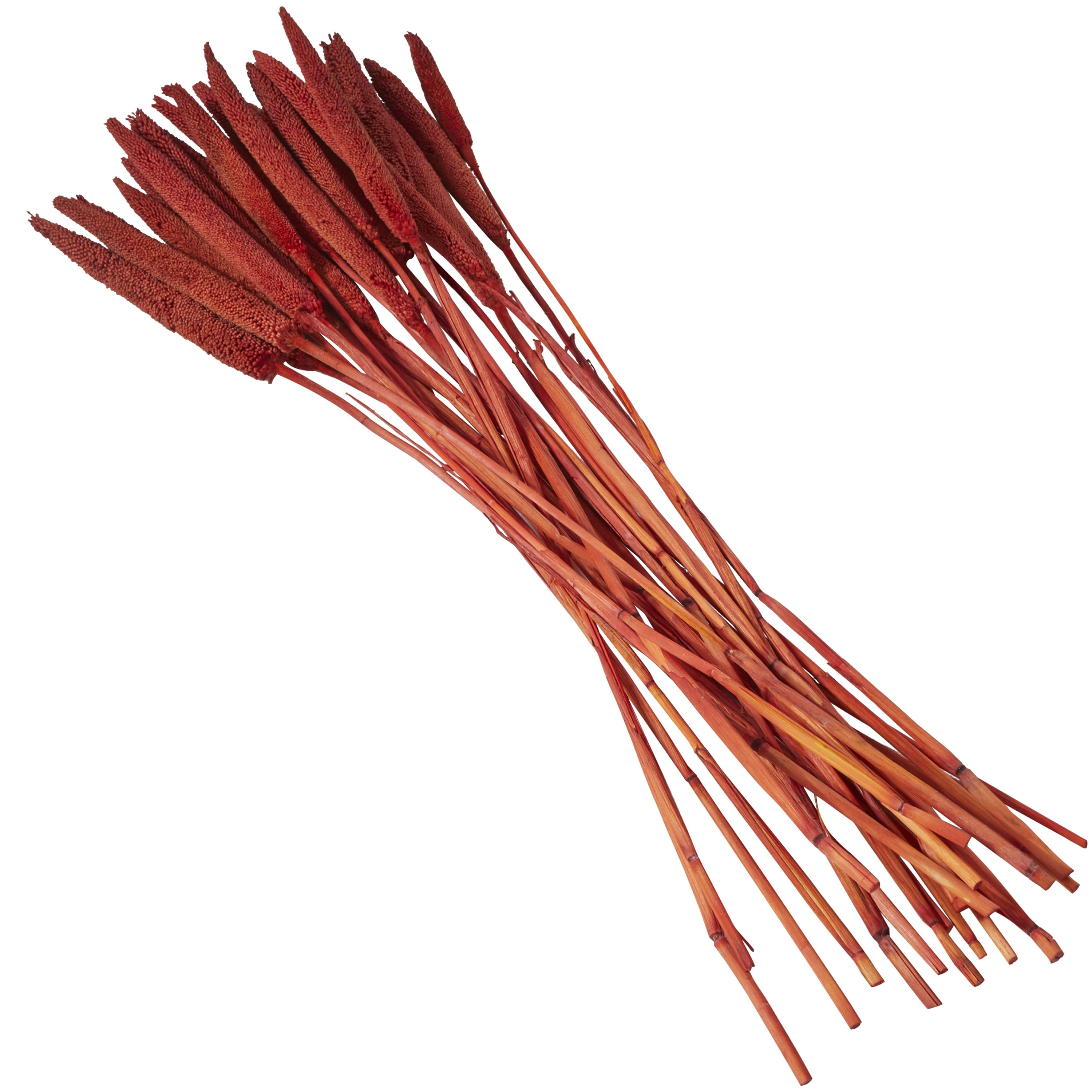 20" Dried Plant Natural Foliage Bunny Tail Bouquet with Long Stems, by DecMode