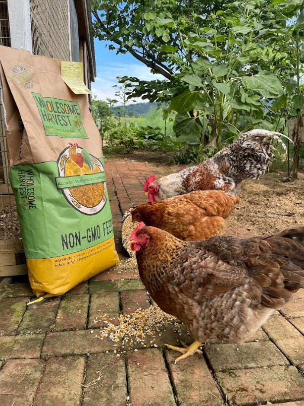 Wholesome Harvest Non-GMO High-Protein Layer Blend, A feathering feed great for molting birds, 40lb