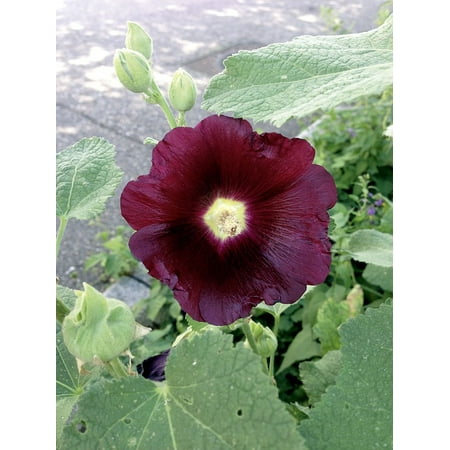 - canvas print bordeaux stock rose purple summer alcea rosea stretched canvas 10 x 14