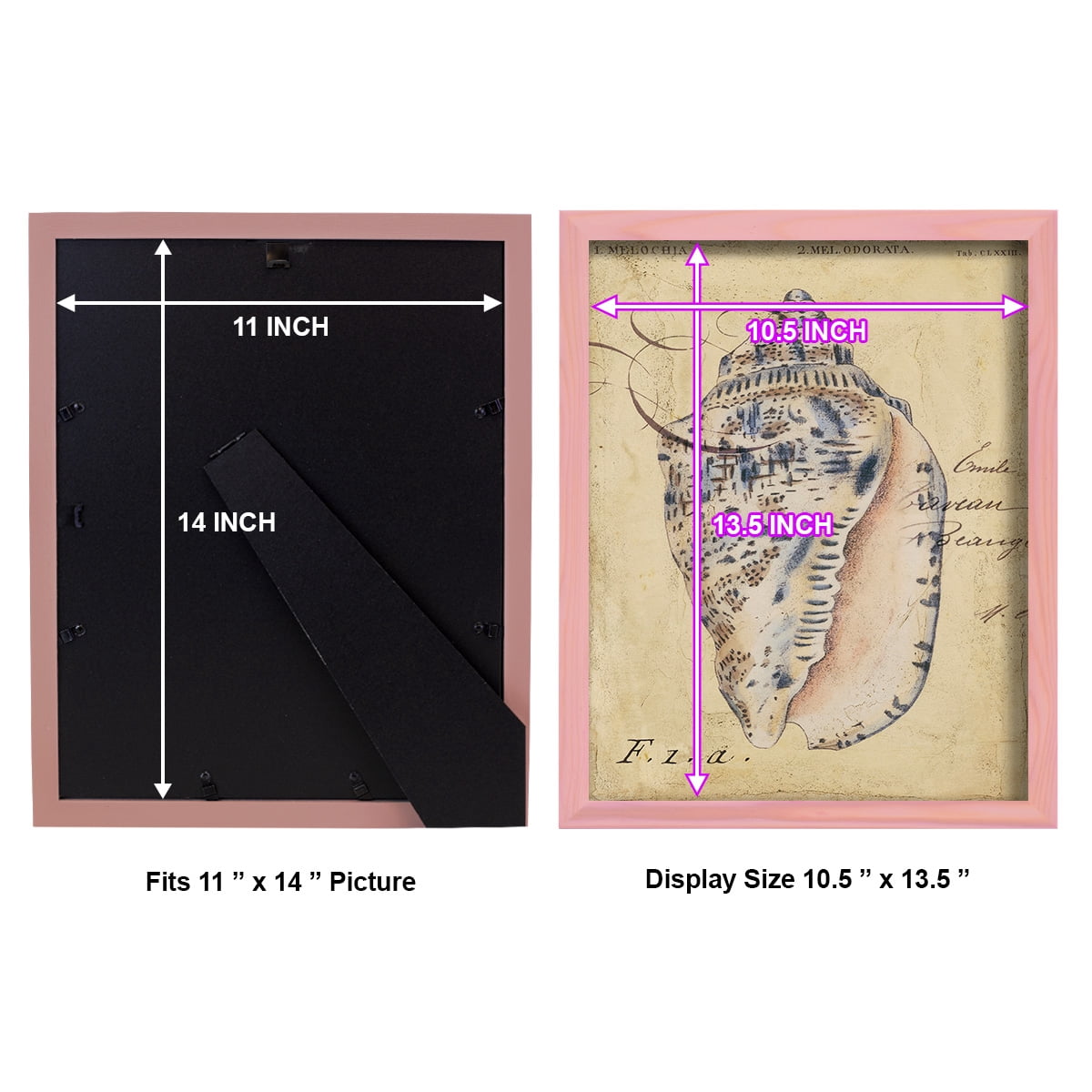 Seashell Ephemera I - Framed Print w/glass - Sunset Pink