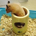 thumbnail image 4 of 2/4 Holes Pet Hamster Squirrel Bamboo Straight Through Tunnel Playground Toy, 4 of 7