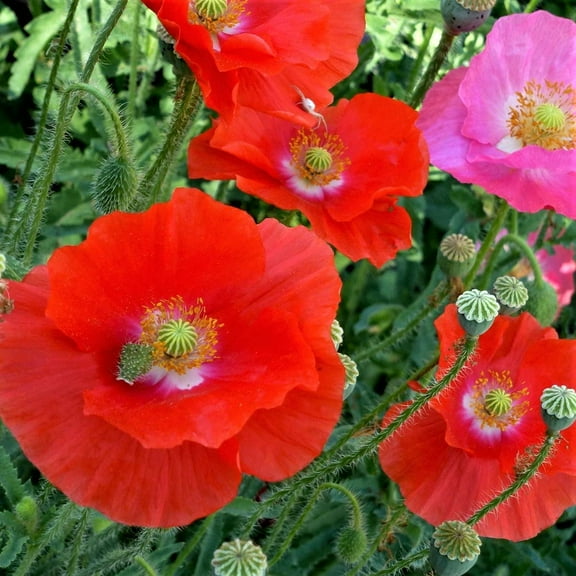Shirley Poppy, 100 Seeds Bright Red Flower, Long Lasting Red Blooms, A Must for Every Garden Country Creek Brand