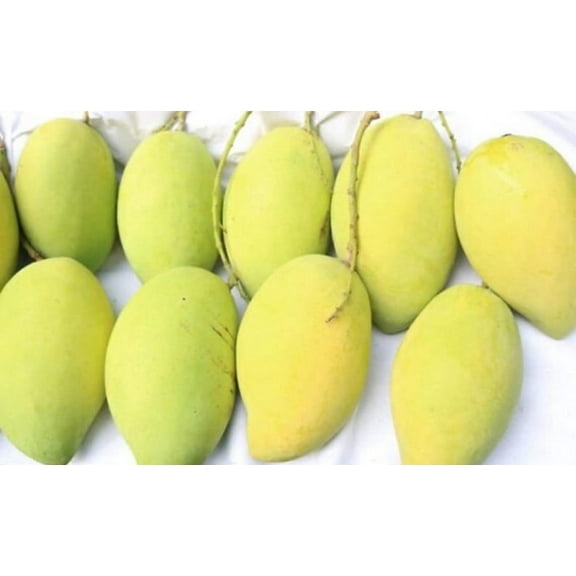 Catchu Vietnamese Mango TREE GRAFTED (2-4 Feet Tall). Ship to all states