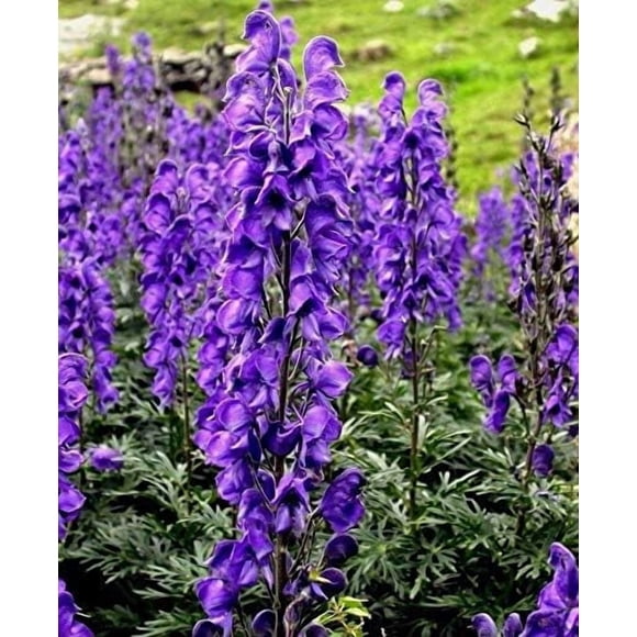 GSDWIUEW Monk s Hood Wolfs Bane Aconitum napellus Perennial Blue Purple Monkshood 20 Seed
