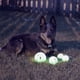 thumbnail image 3 of Juego de 4 bolas para perros Chew King Glowing Fetch Ball, 3 of 7
