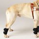 thumbnail image 3 of 2 uds perro gato pierna Protector de codo rodilleras cálidas cirugía herida polainas GuardBlack M, 3 of 8