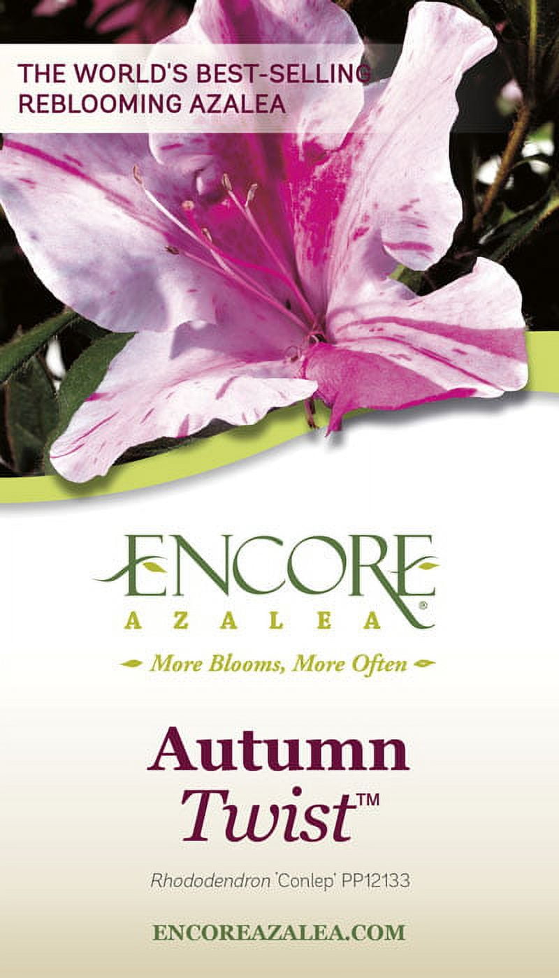 Encore Azalea Autumn Twist (3 Gallon) Purple and Pink Flowering Shrub - Full Sun Live Outdoor Plant