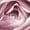 Close-up View Of Pink Rose, variant on Elephant Stock Opulent Iii Wall Art - Horizontal Canvas Wall Art - Living Room Wall Decor - Floral And Botanical Canvas - Pink And Black Decor By Design Fabrikken - 12" x 8"