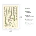 thumbnail image 2 of Grasses Gramineae (Poaceae) - Barley Rye Wheat and Corn Silk - Vintage Botanical Illustration c.1895 - Master Art Print (Unframed) 12in x 18in, 2 of 4