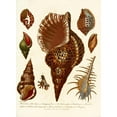 thumbnail image 2 of John Chapman 14x18 Black Ornate Wood Framed Double Matted Museum Art Print Titled - Encyclopaedia London - Conchology Pl. 12 (1810), 2 of 5
