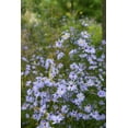 thumbnail image 1 of 250 SKY BLUE ASTER Azure Aster Azureus Flower Seeds, 1 of 1