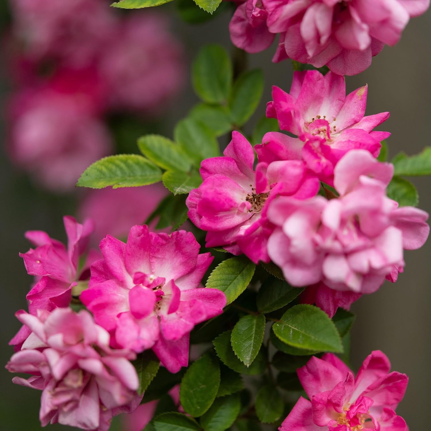 Peggy Martin Climber Rose in 1 Gal. Grower's Pot - Climbing for Trellises & Arbors - Pink Blooms - Low Maintenance