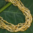 thumbnail image 3 of NOVICA Citrine multi-strand necklace, 'Citrus Burst', 3 of 6