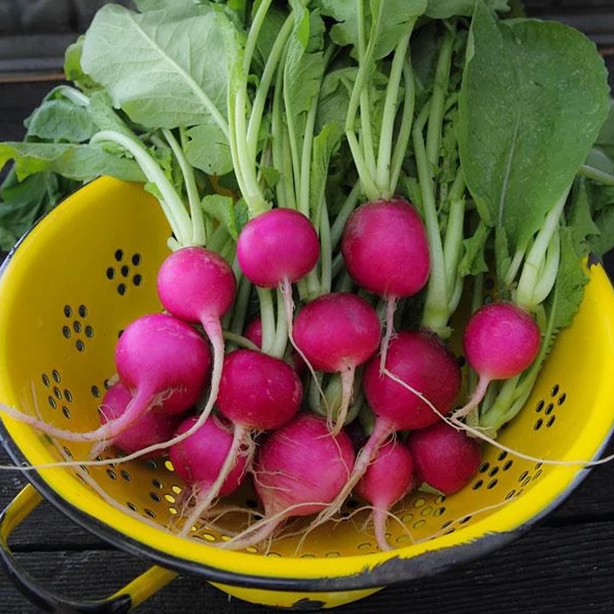 Organic Purple Plum Radish Seeds 5 g 470 Seeds NonGMO, Open