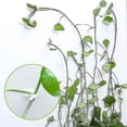 thumbnail image 4 of Clips invisibles para accesorios de escalada de plantas, gancho adhesivo de fijación para pared, verde, blanco, Ns2, 4 of 5