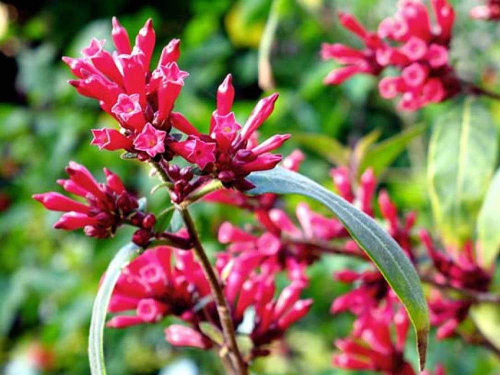 Newellii Red Flowering Jasmine Plant Cestrum newellii