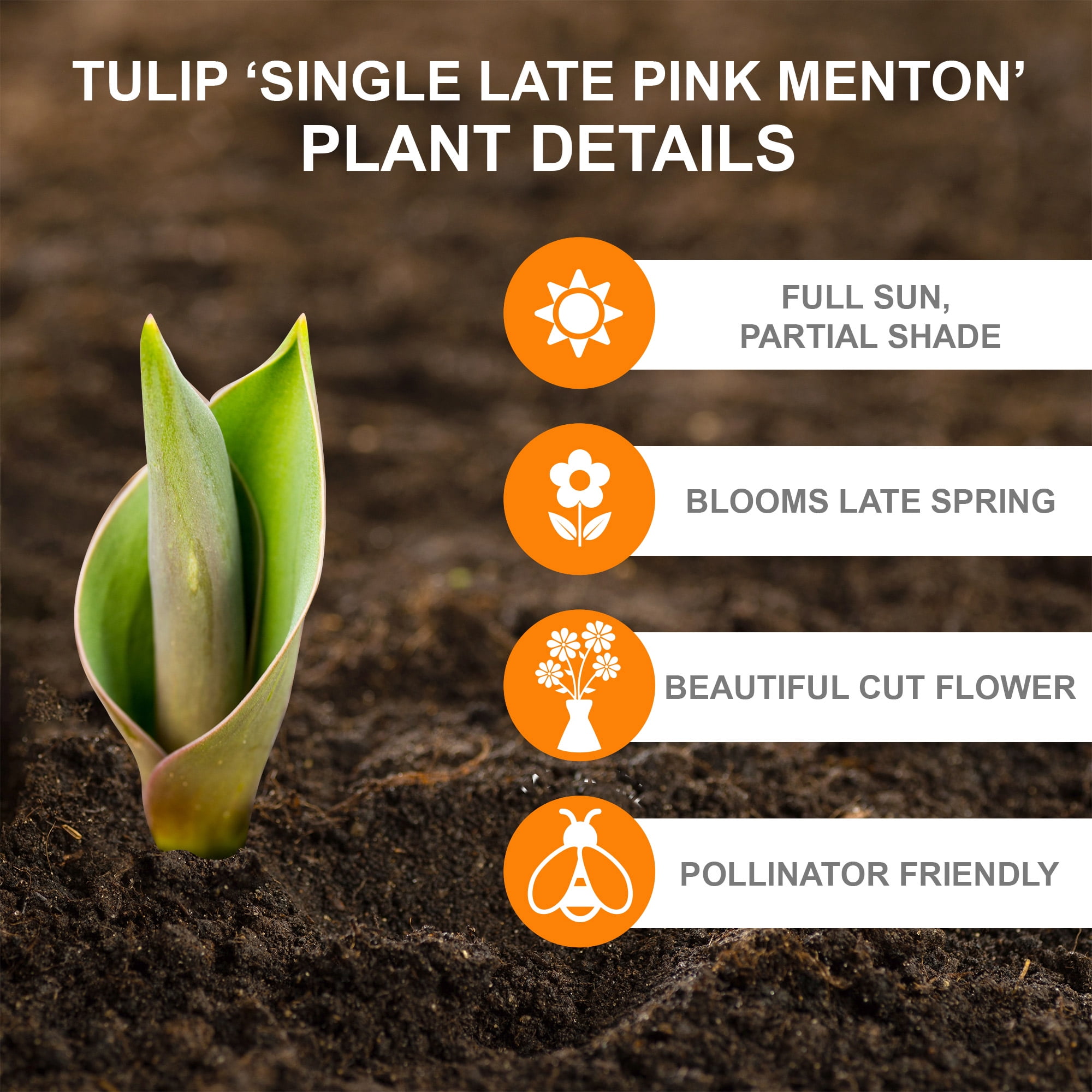 Garden State Bulb Single Late Pink Menton Tulip Flower Bulbs, 12/+ cm (Bag of 25)