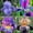 D, variant on Perennial Iris-Bulbs-for Planting-Style Garden Stake for Outdoor Decoration, Cheerful Seasonal Accent for Lawn and Walkways