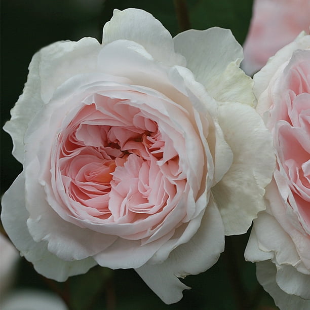 Heirloom Roses Tranquility™ Shrub Rose Bush Fragrant Roses Plants