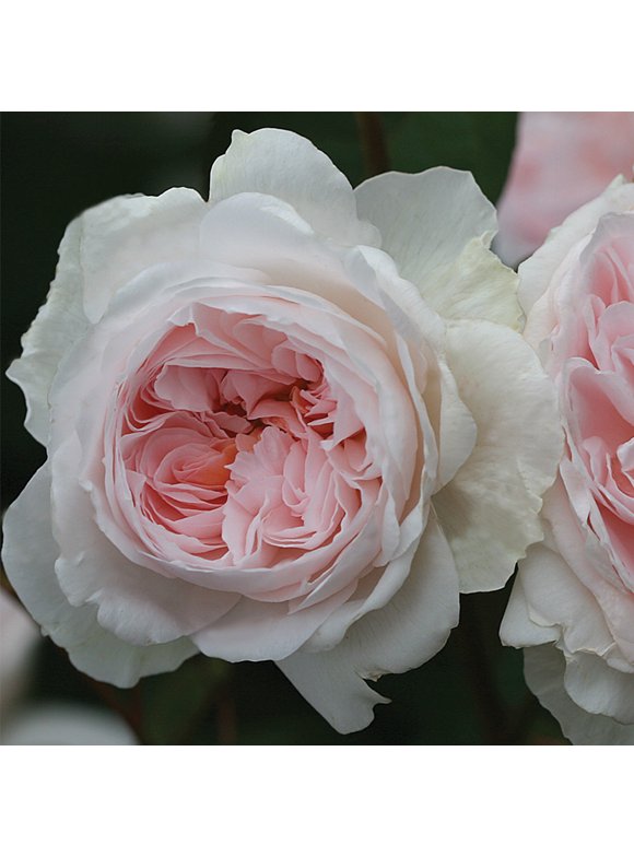 Rose Bushes in Garden Bushes