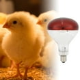 thumbnail image 1 of Bombilla de lámpara de calor para pollitos bombilla de lámpara de calor duradera 250W para pollo para aves de corral ANGGREK Otros, 1 of 8