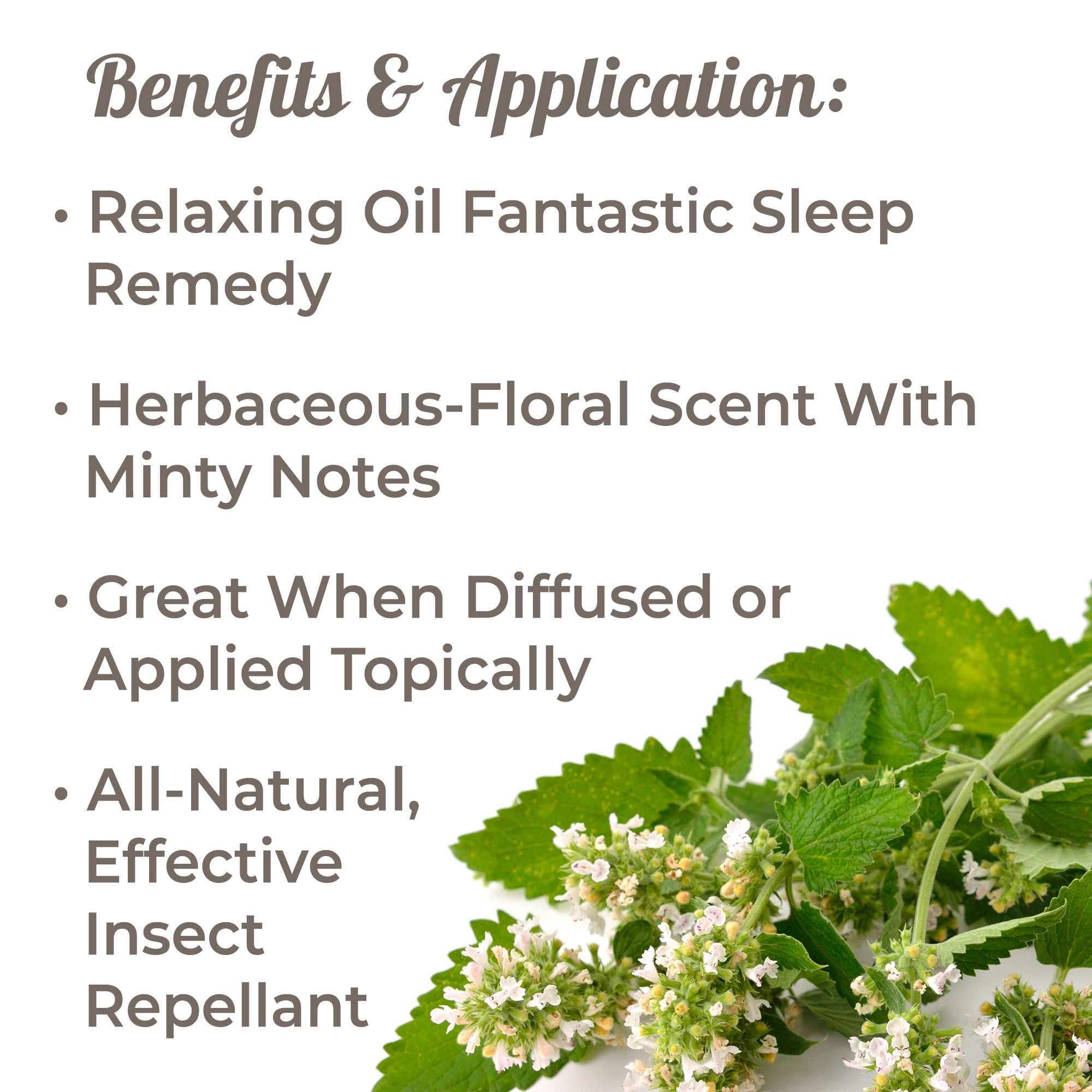 Plant Therapy Catnip Essential Oil 100% Pure, Undiluted, Natural Aromatherapy, Natural Aromatherapy 10 mL (1/3 oz)