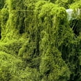thumbnail image 3 of Bgsha Realistic Faux Moss for Model Making 50g 100g 200g Enhances Creativity, 3 of 7