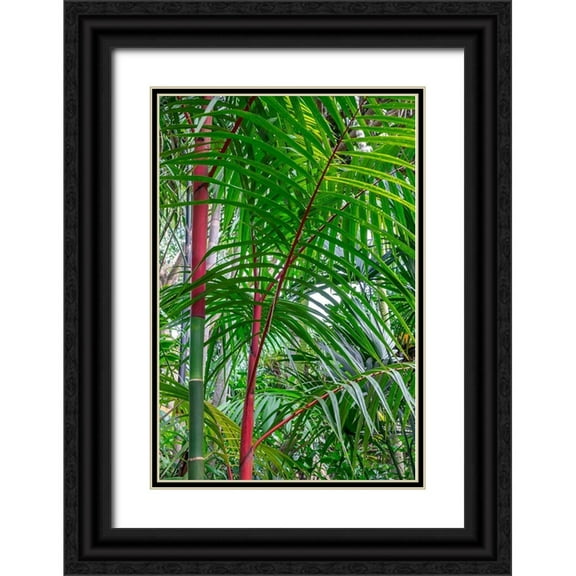 Engelbrecht, Lisa S. 17x24 Black Ornate Wood Framed with Double Matting Museum Art Print Titled - Cyrtostachys renda-palm tree