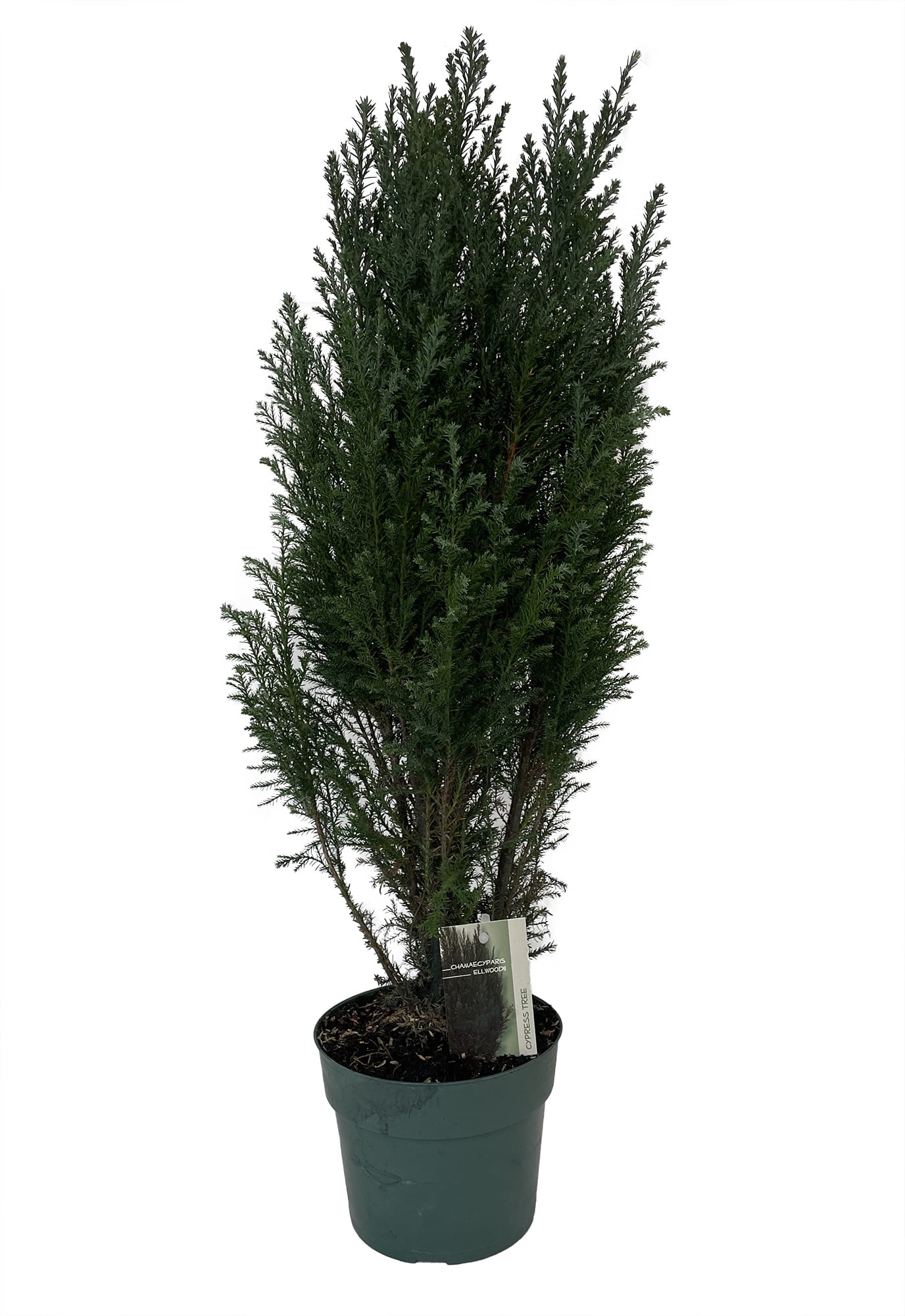 Cypress Christmas Tree Chamaecyparis lawsoniana Ellwoodii Indoors
