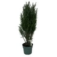 Cypress Christmas Tree Chamaecyparis lawsoniana Ellwoodii Indoors