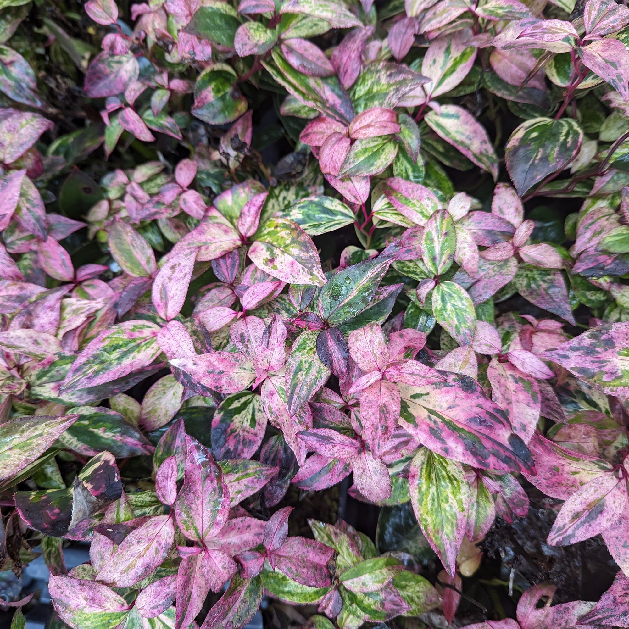 Proven Winners ColorChoice Paisley Pup Doghobble Live Shrub (2 Gallon)