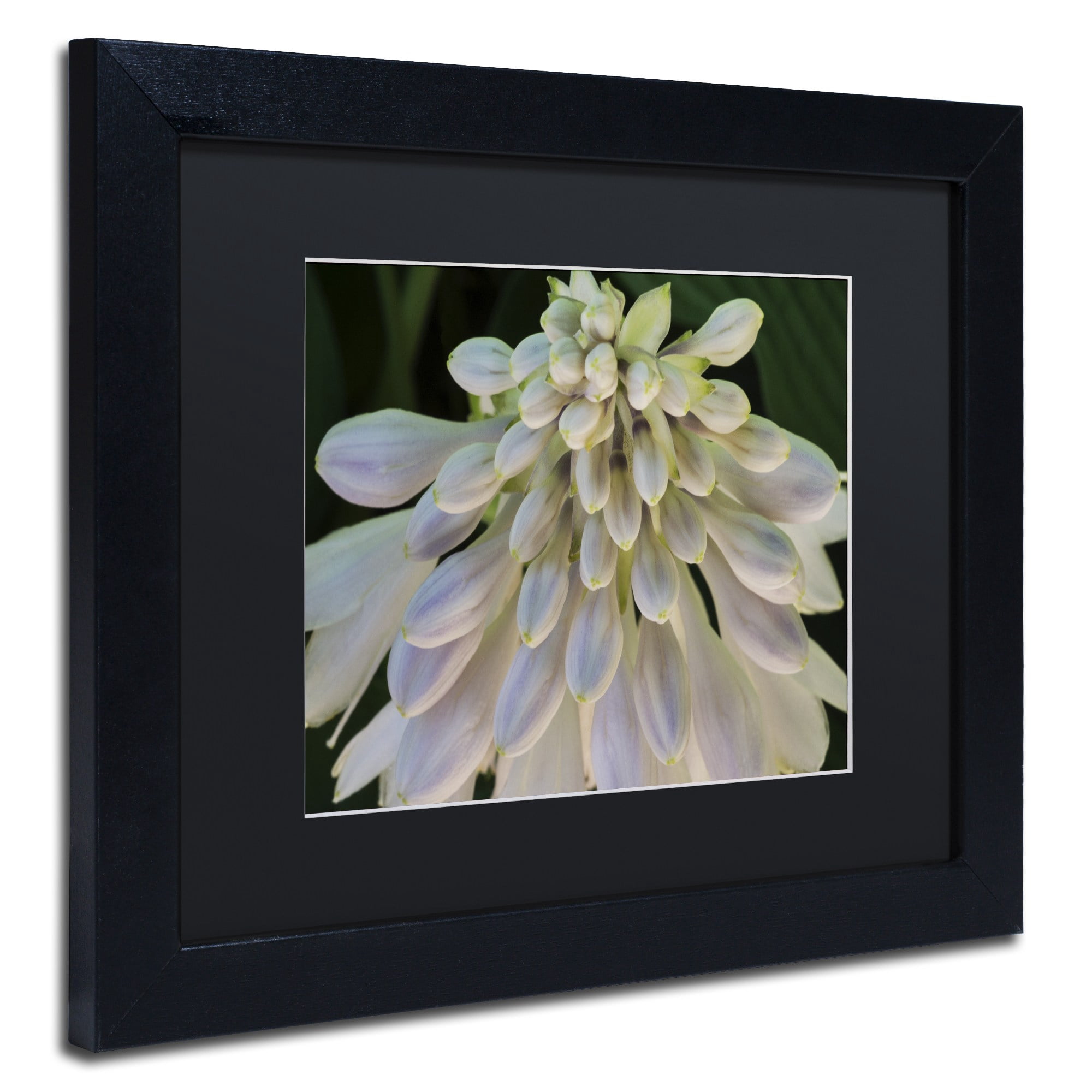 Trademark Fine Art "Hosta Flower Abstract" Canvas Art by Kurt Shaffer Black Matte, Black Frame