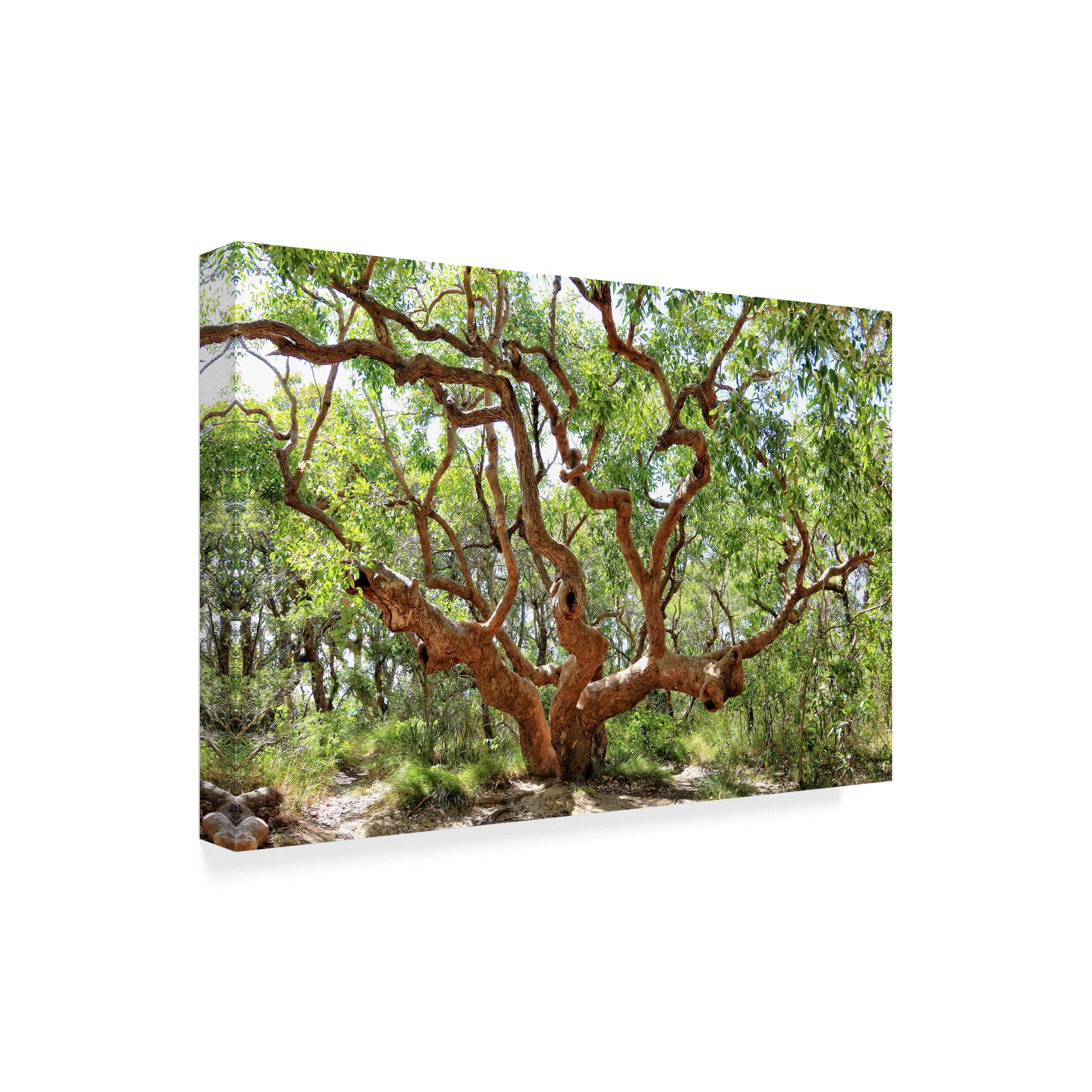 Trademark Fine Art 'Large Tree' Canvas Art by Incredi