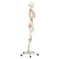 thumbnail image 2 of Anatomical model: Leo the ligament skeleton W/ pelvic on roller stand, 2 of 2