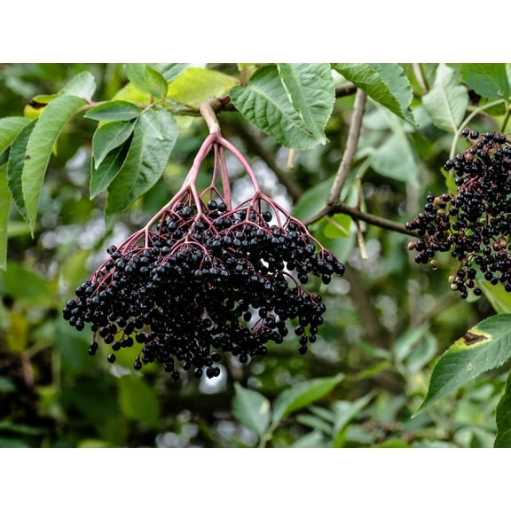 24 Black Bearing Elderberry Cuttings to Grow - Grow 24 Elderberry Bush - Prized for Healthy Fruit