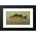 thumbnail image 2 of John L. Petrie 18x12 Black Modern Framed Museum Art Print Titled - The Spot, or Lafayette, Leiostomus Xanthurus. (1898), 2 of 5