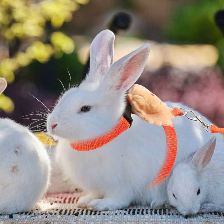 1 Set Bunny Harness Leash Small Pet Leash Adorable Bunny Leash Rabbit Harness Kit Walmart