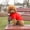Red#050726, variant on Dog Polo Shirt Solid Color Casual Pet Sports Shirt Breathable Soft Elastic Clothes for Small Medium Dog Cat Indoor Outdoor Daily Apparel Blue - XS