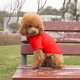 thumbnail image 3 of Perro T Shirt Transpirable Pet Shirt Dog Sports Shirt Ropa de perro Abrigo Adecuado para perros pequeños y medianos y gatos, 3 of 3