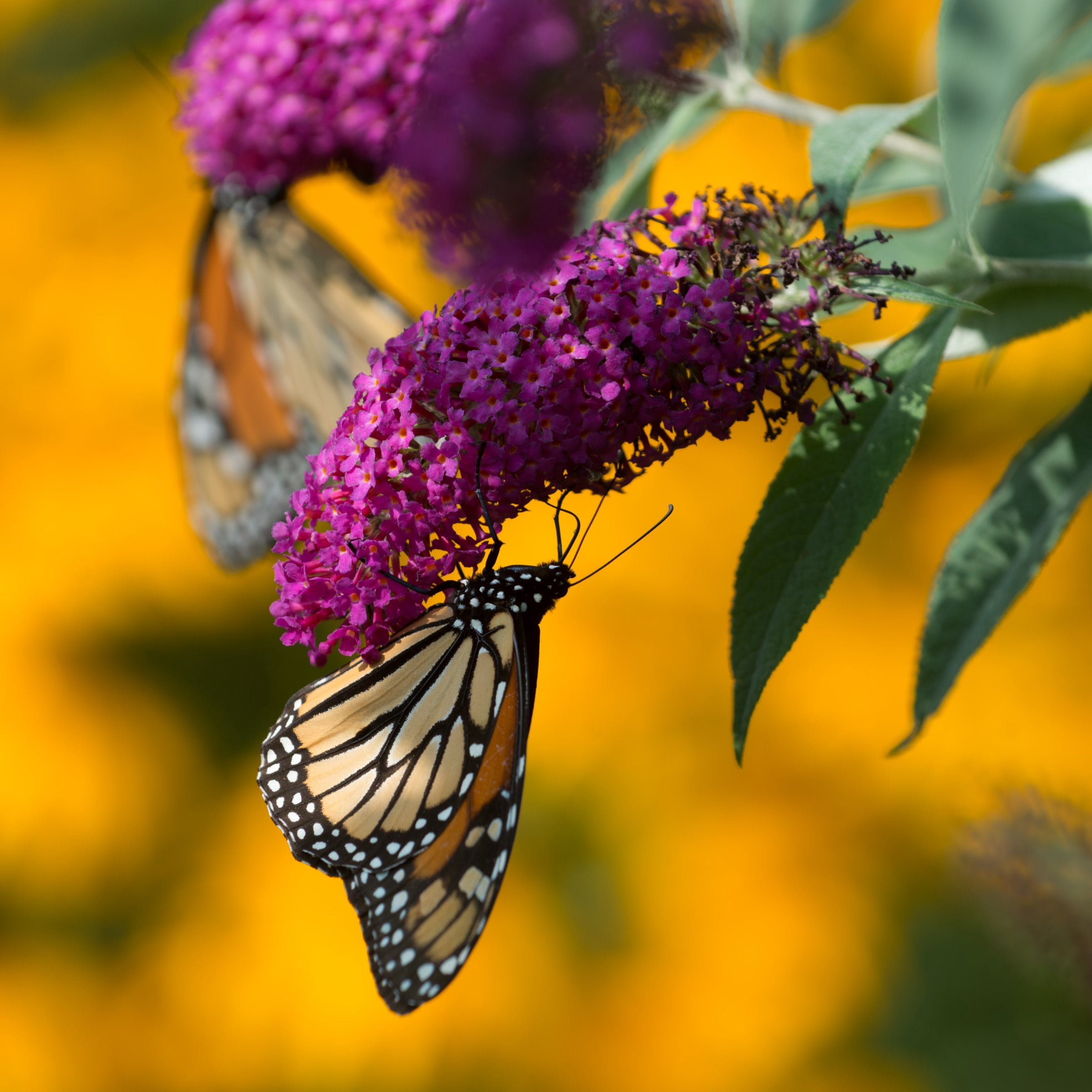 National Plant Network 3.25 in. Buddleia Nanho Purple