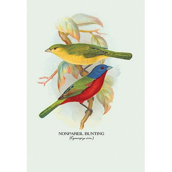 Nonpareil Bunting Fine art canvas print (20" x 30")