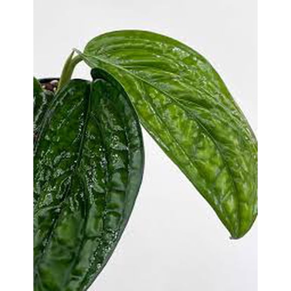 Monstera Peru Philodendron - Monstera karstenianum - 4" Pot