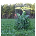 thumbnail image 4 of Whitetail Institute Imperial Winter Greens - 24 lbs - Carton of 2- 12lb Bags, 4 of 4