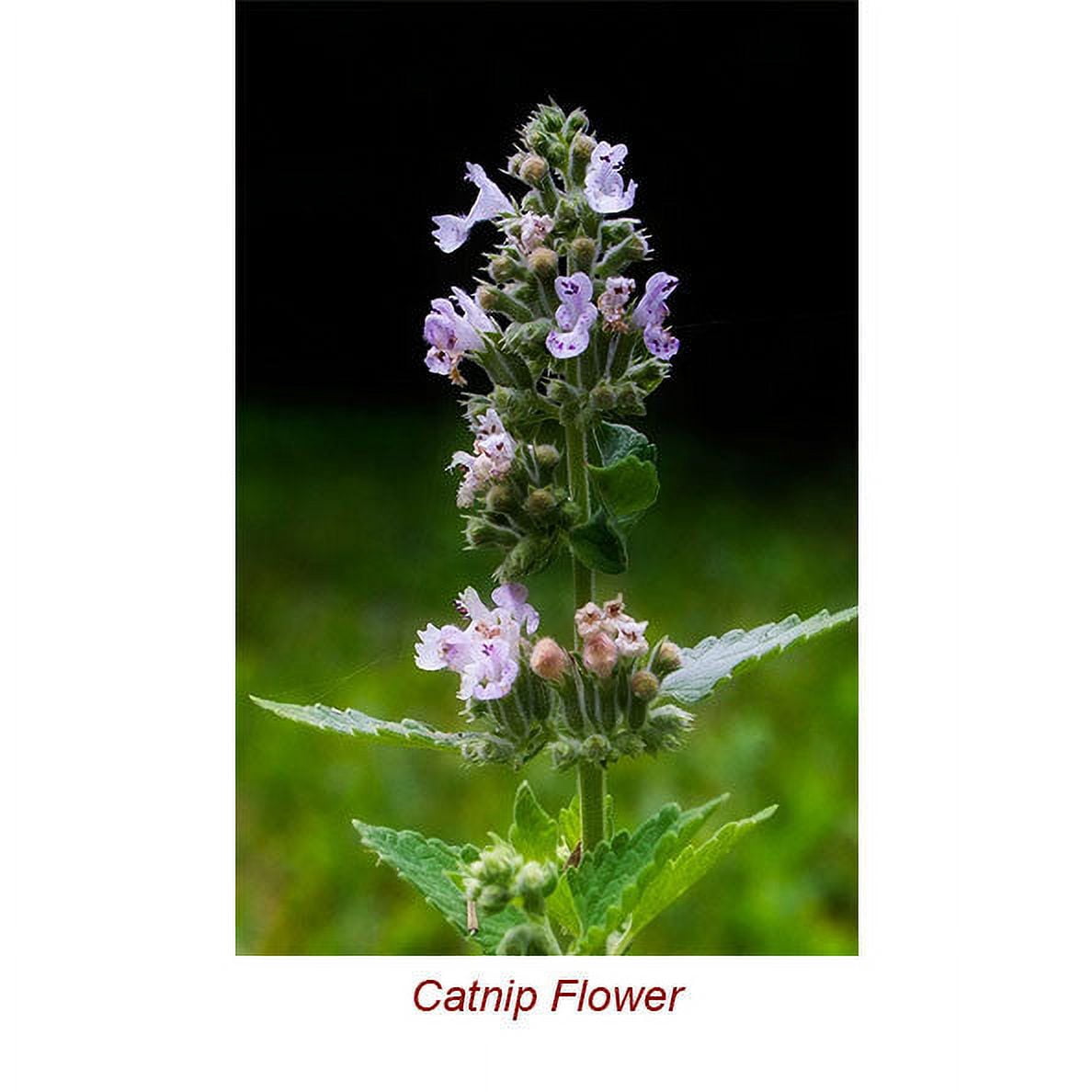 Catnip Essential Oil 5 ml (1/6 fl oz) - 100% Pure and Natural by Silky Scents