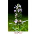 thumbnail image 3 of Catnip Essential Oil 15 ml (1/2 fl oz) - 100% Pure and Natural by Silky Scents, 3 of 5